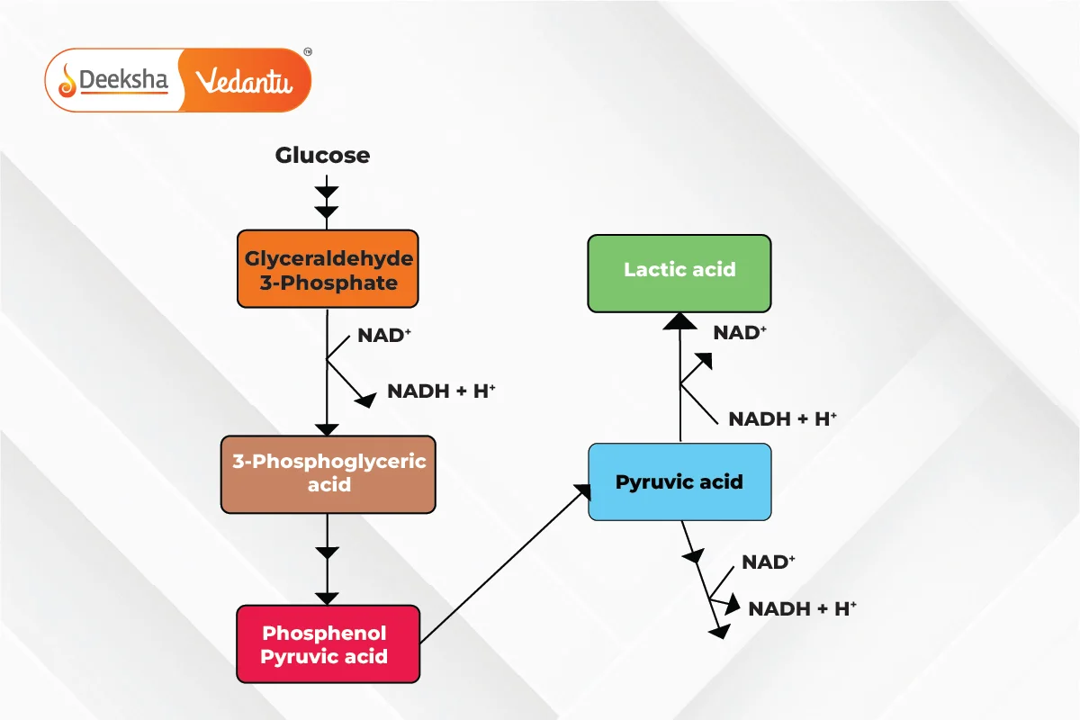 Process of Fermentation