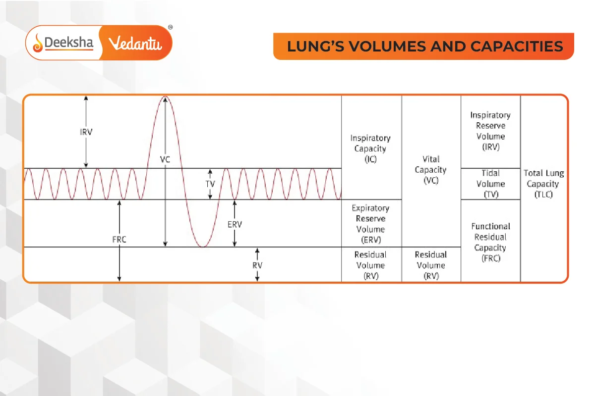 Respiratory Volumes and Capacities