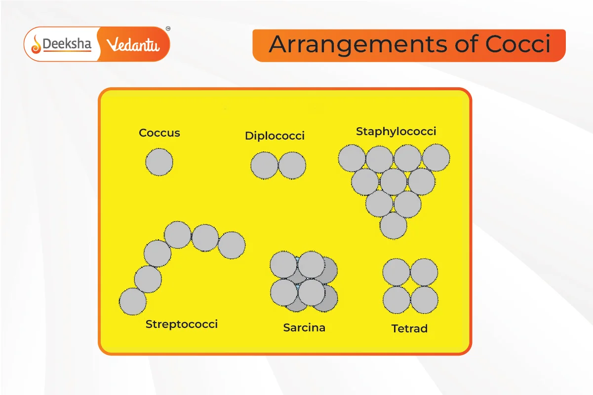 Spherical (Cocci)