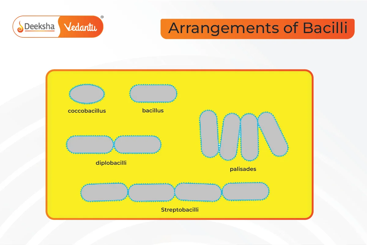 Rod-shaped (Bacilli)