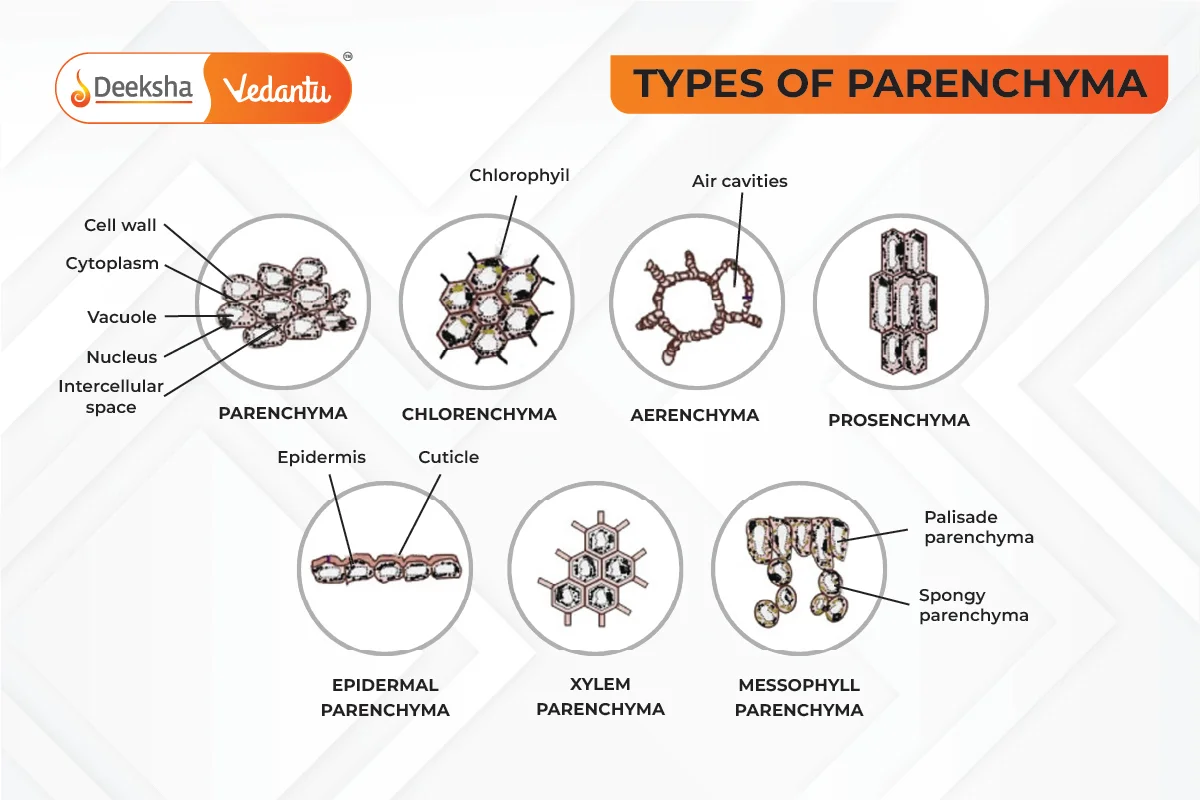 Types of Parenchyma Cells