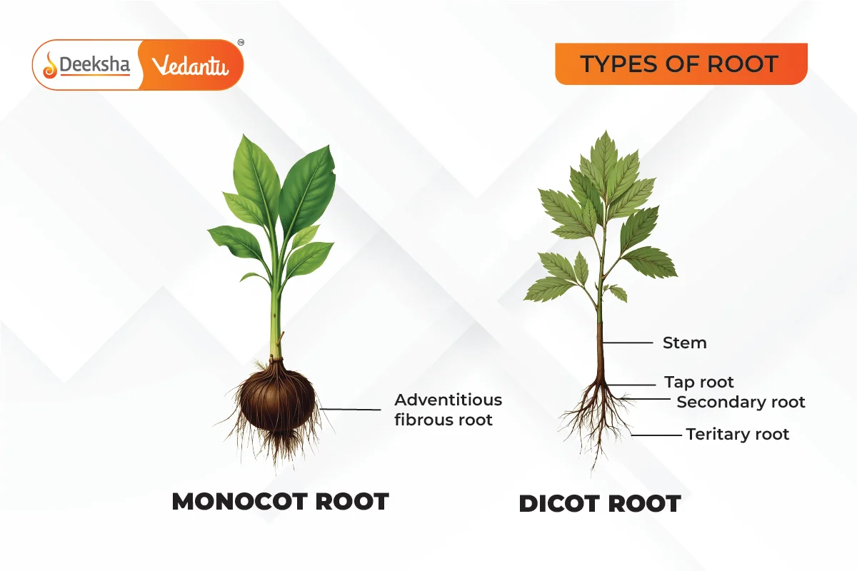 Types of Root