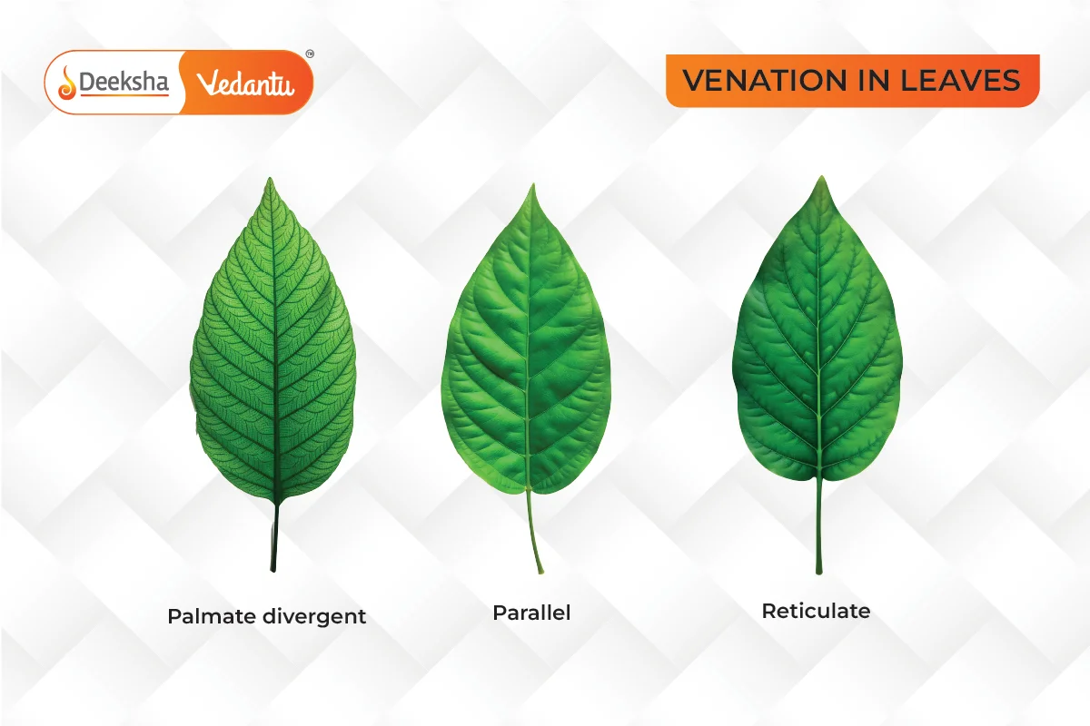 Types of Venation