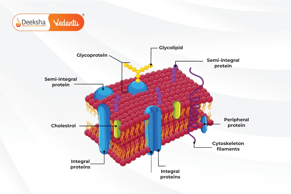 What Is the Plasma Membrane