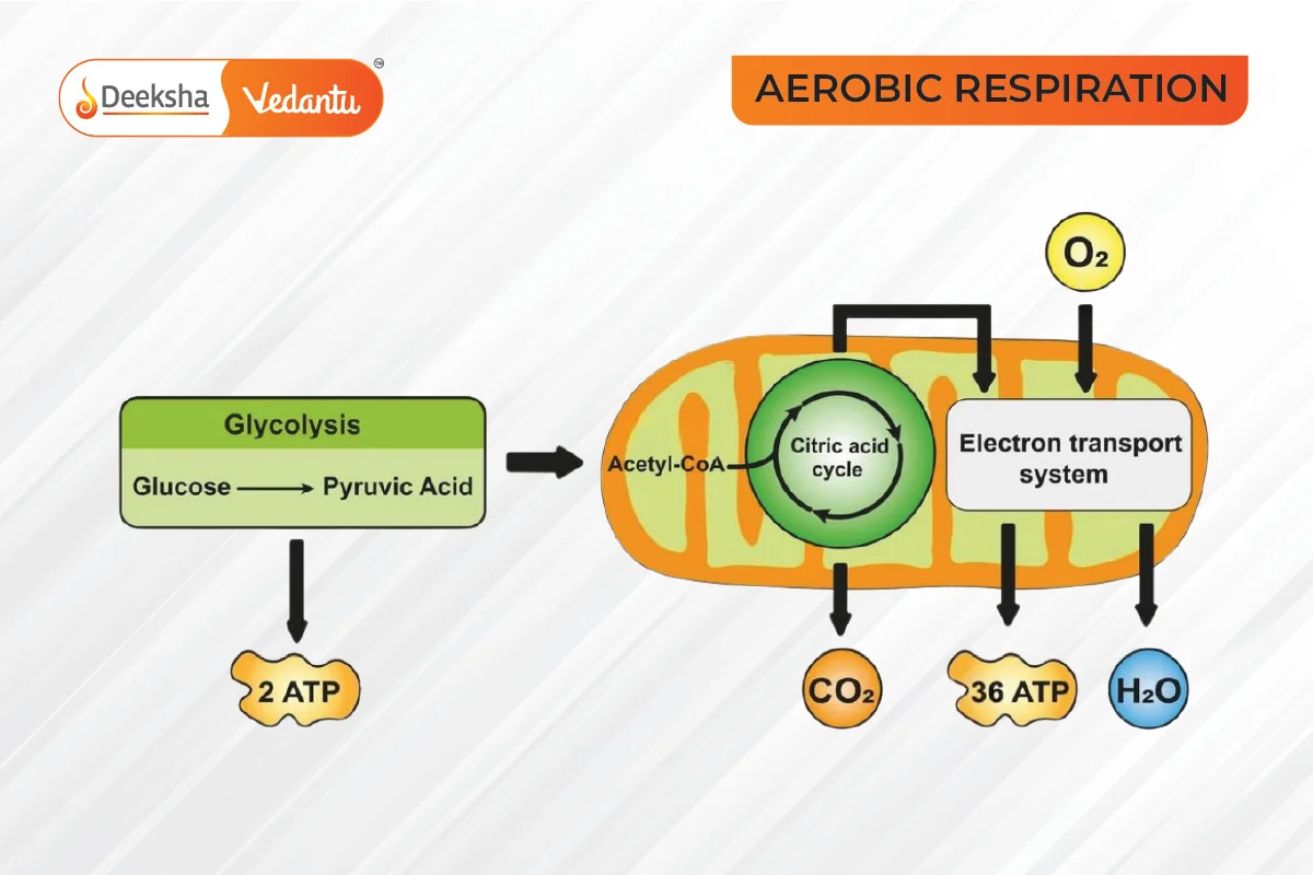 Aerobic Respiration