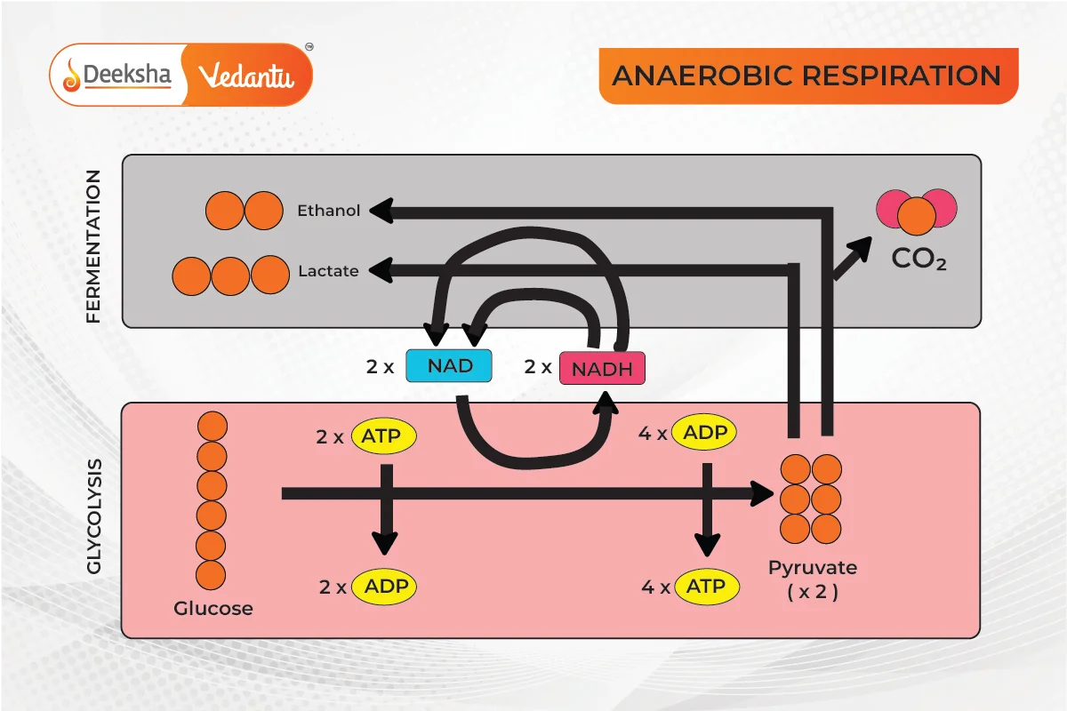 Anaerobic Respiration