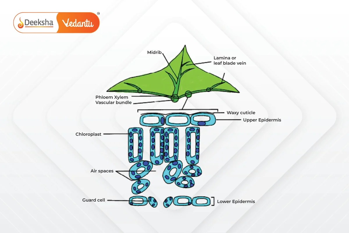 Autotrophic Nutrition