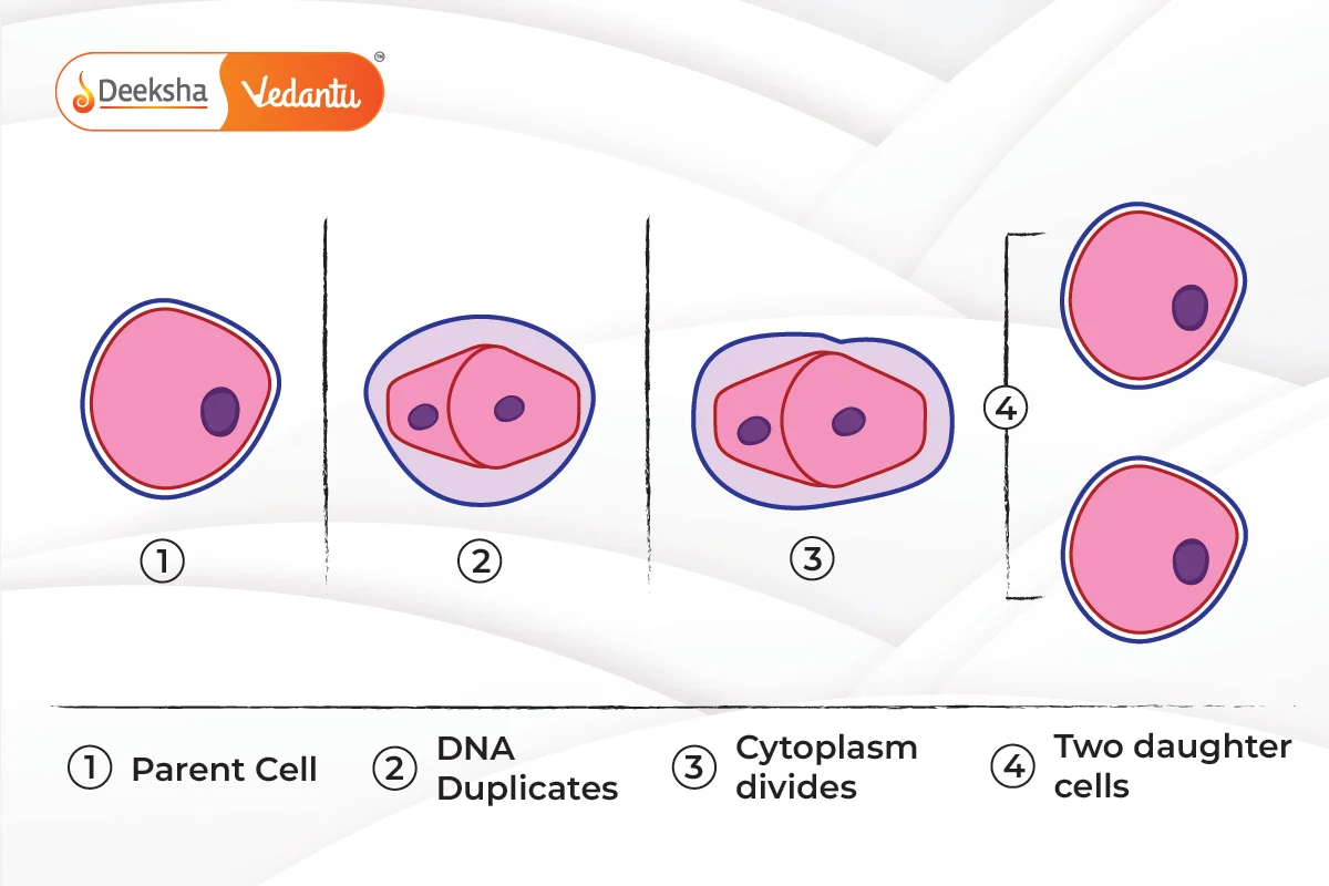 Binary Fission