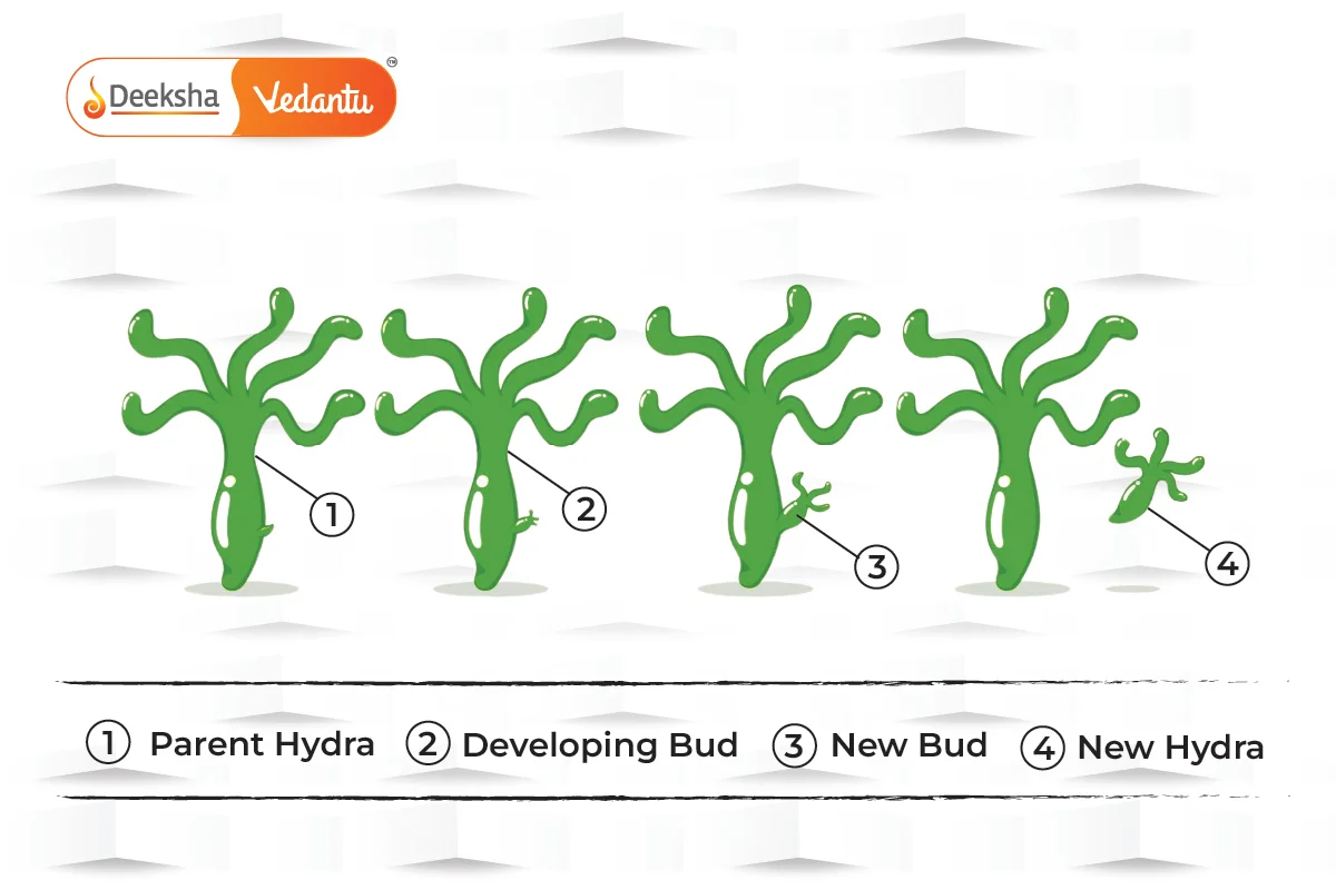 Budding Process