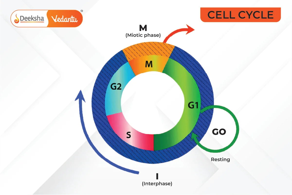 Cell Cycle