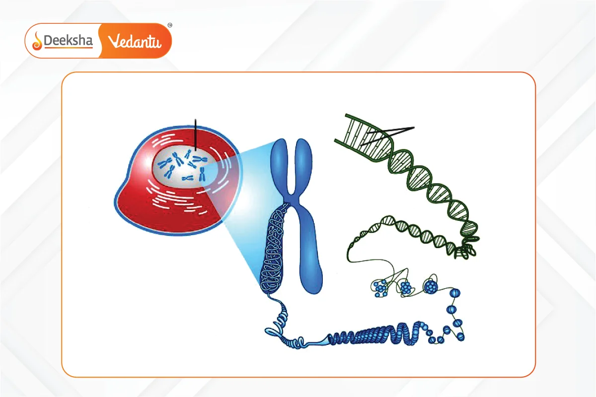 Chromosome Structure