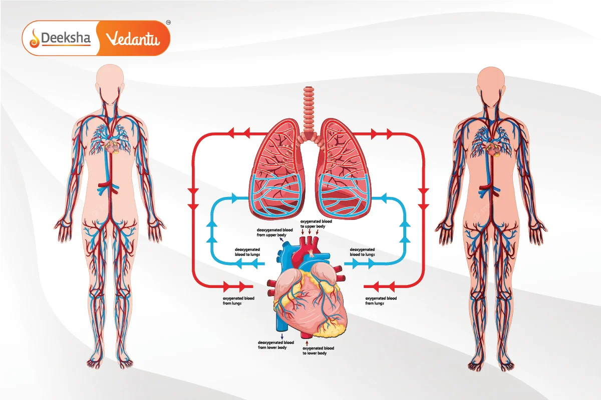 Circulatory System Components