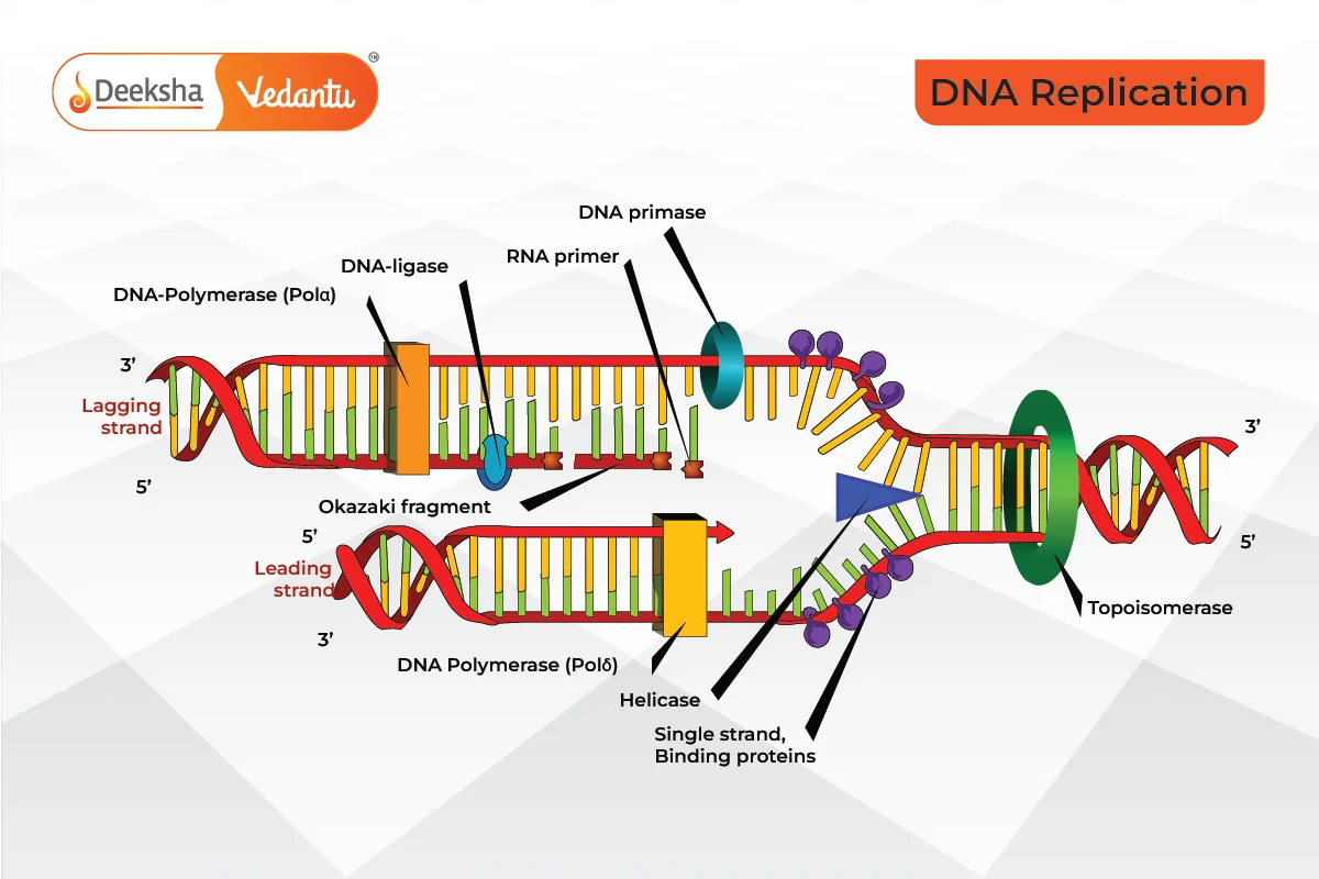 DNA Polymerase Function