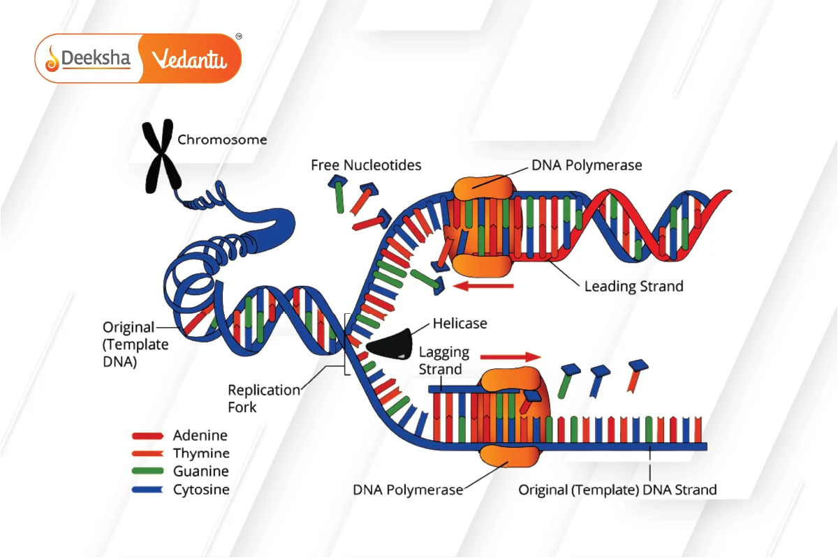 DNA Replication Process