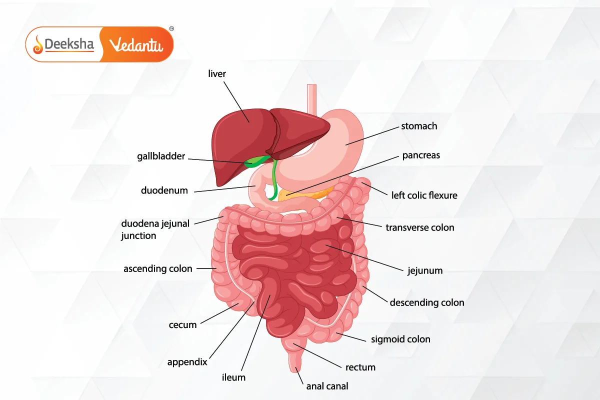 Digestive System Components