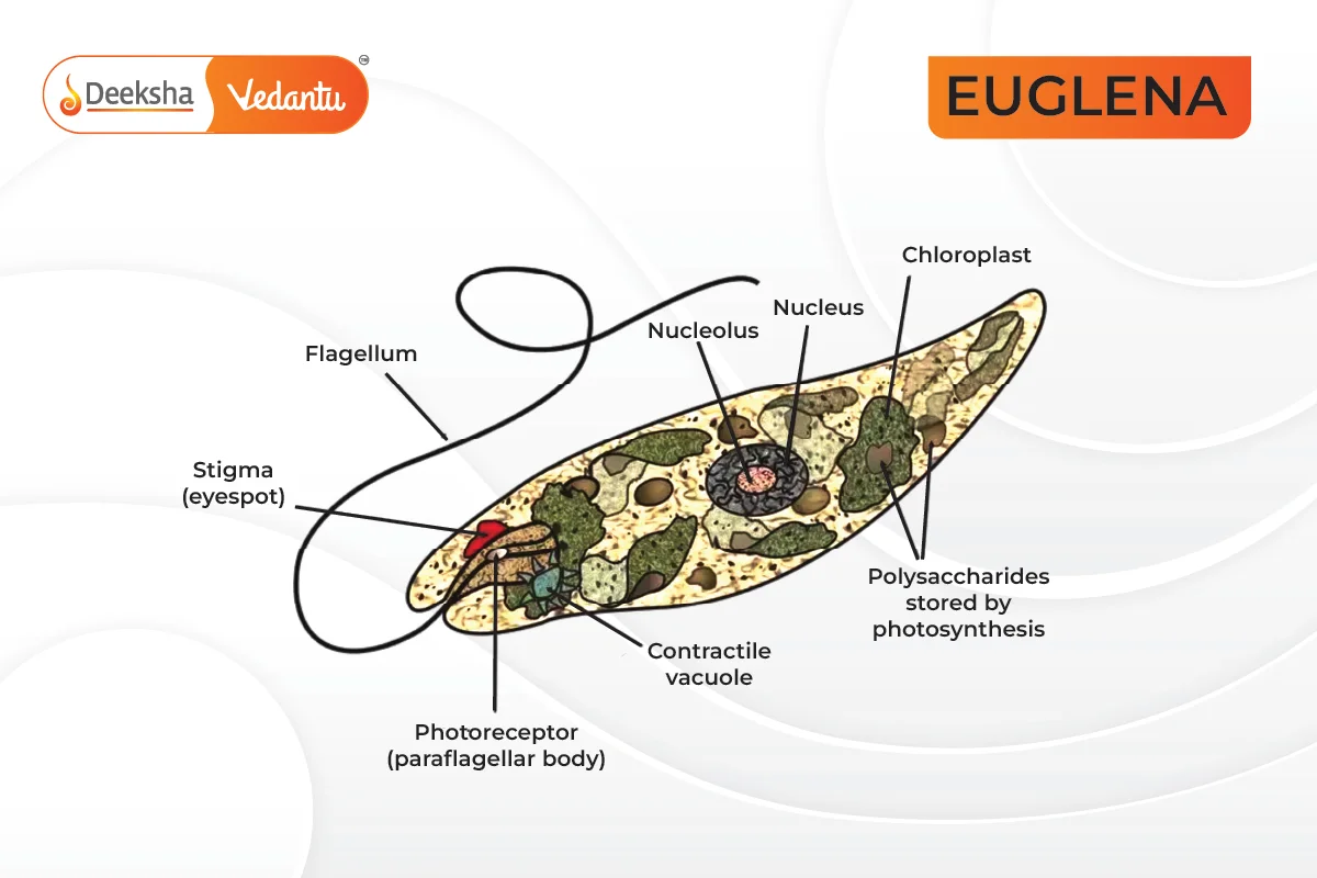 Euglena Structure with Diagram and Characteristics