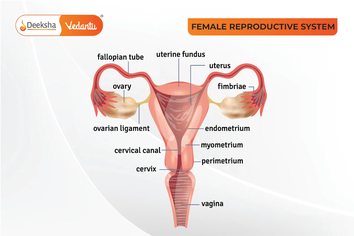 Female Reproductive System