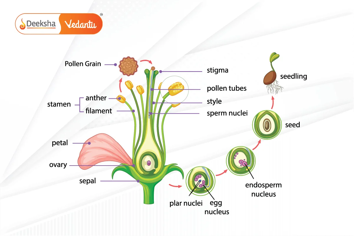 Fertilization in Plants