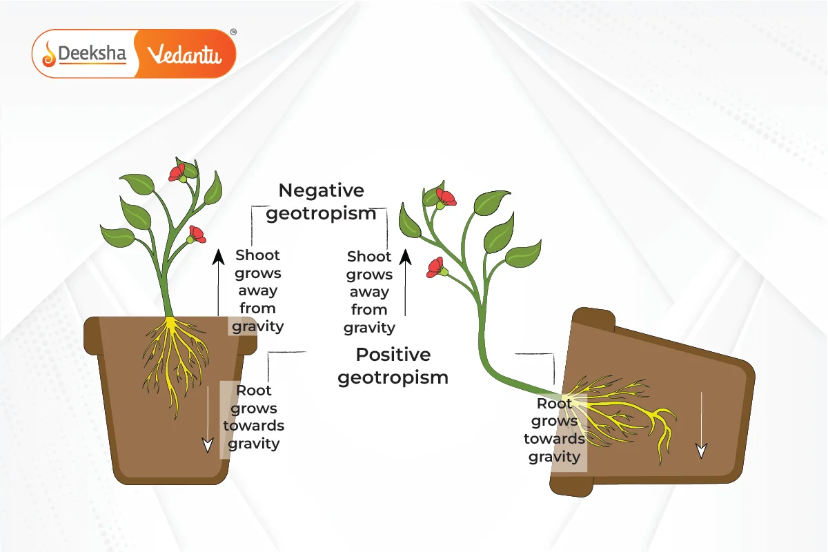 Geotropism