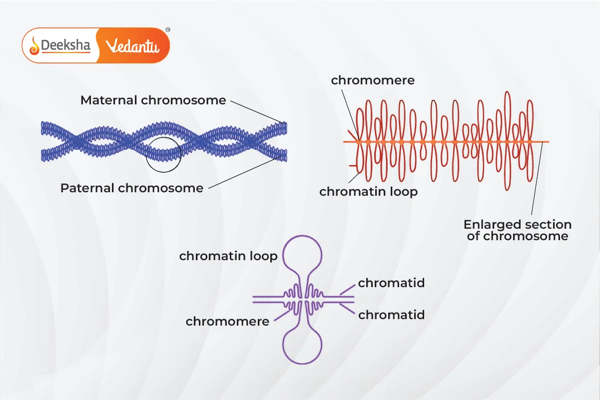 Giant Chromosomes