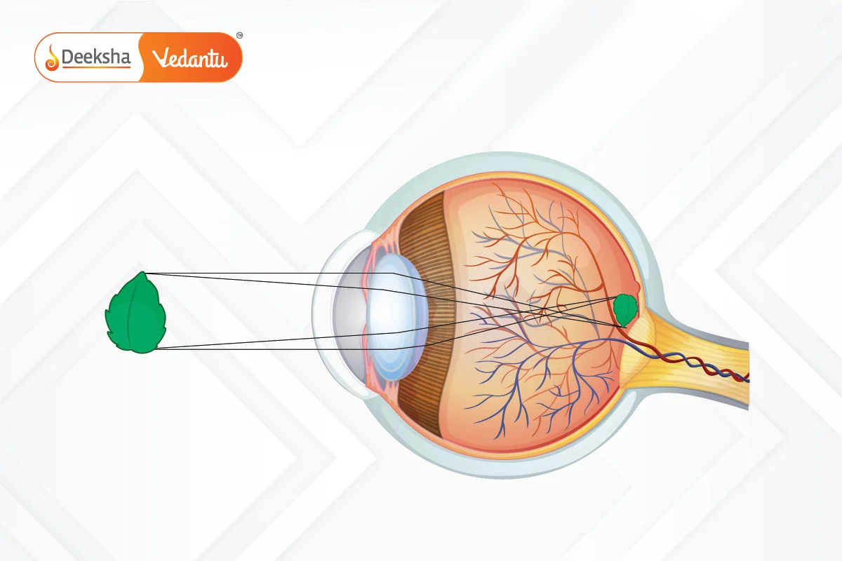 How the Human Eye Works