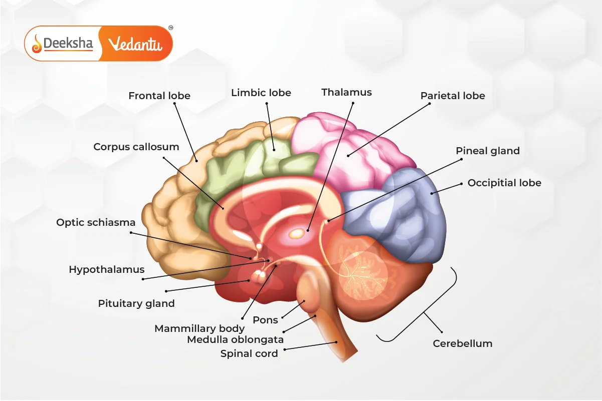 Human Brain