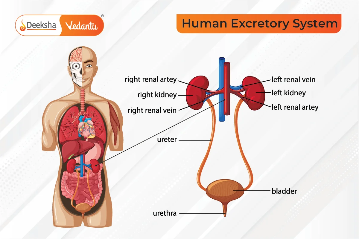 Human Excretory System