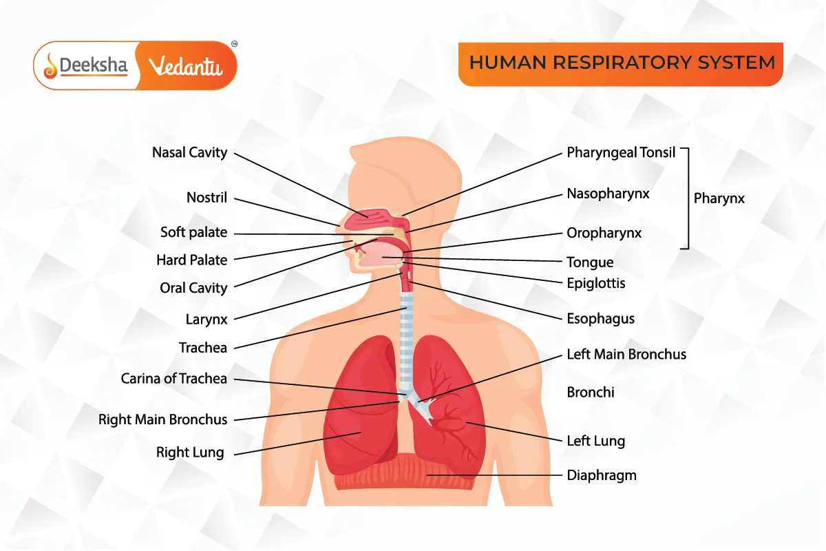 Human Respiratory System