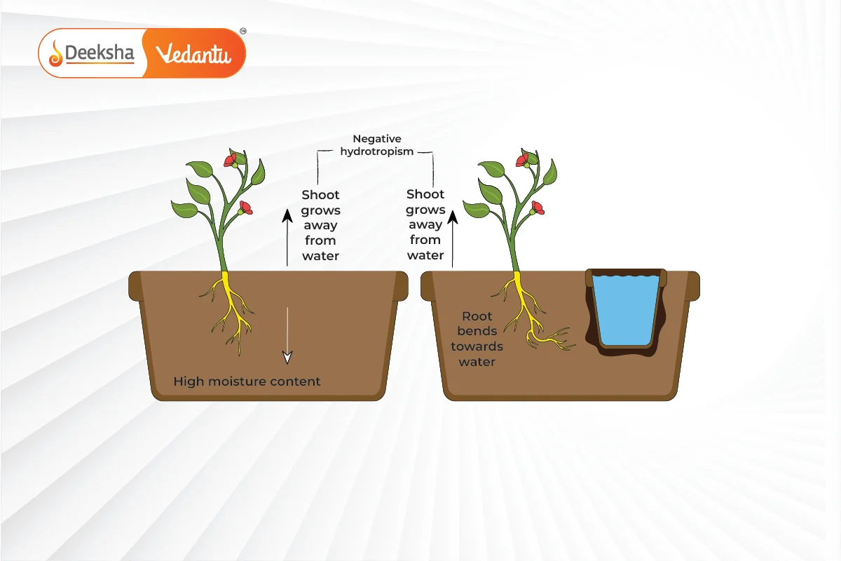 Hydrotropism