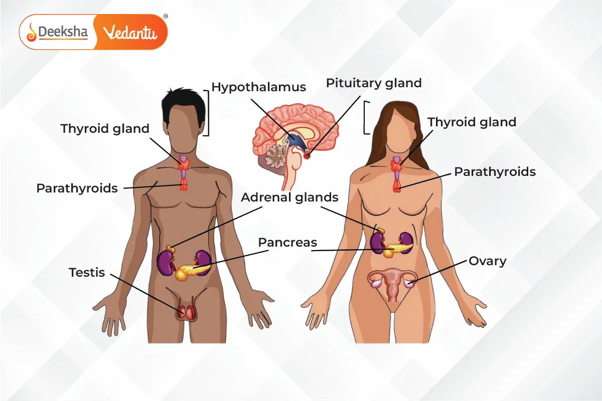 Key Endocrine Glands in Animals