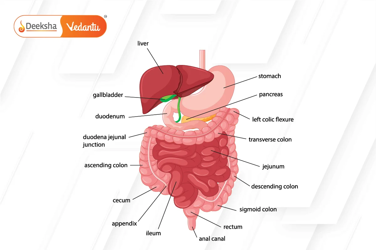 Key Organs in Human Digestion