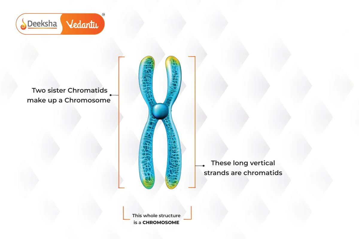 Main parts of chromosomes