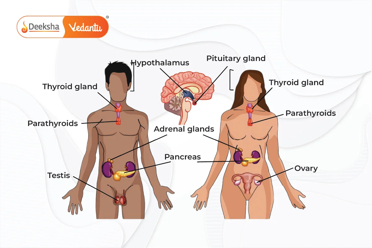 Major Endocrine Glands and Their Hormones