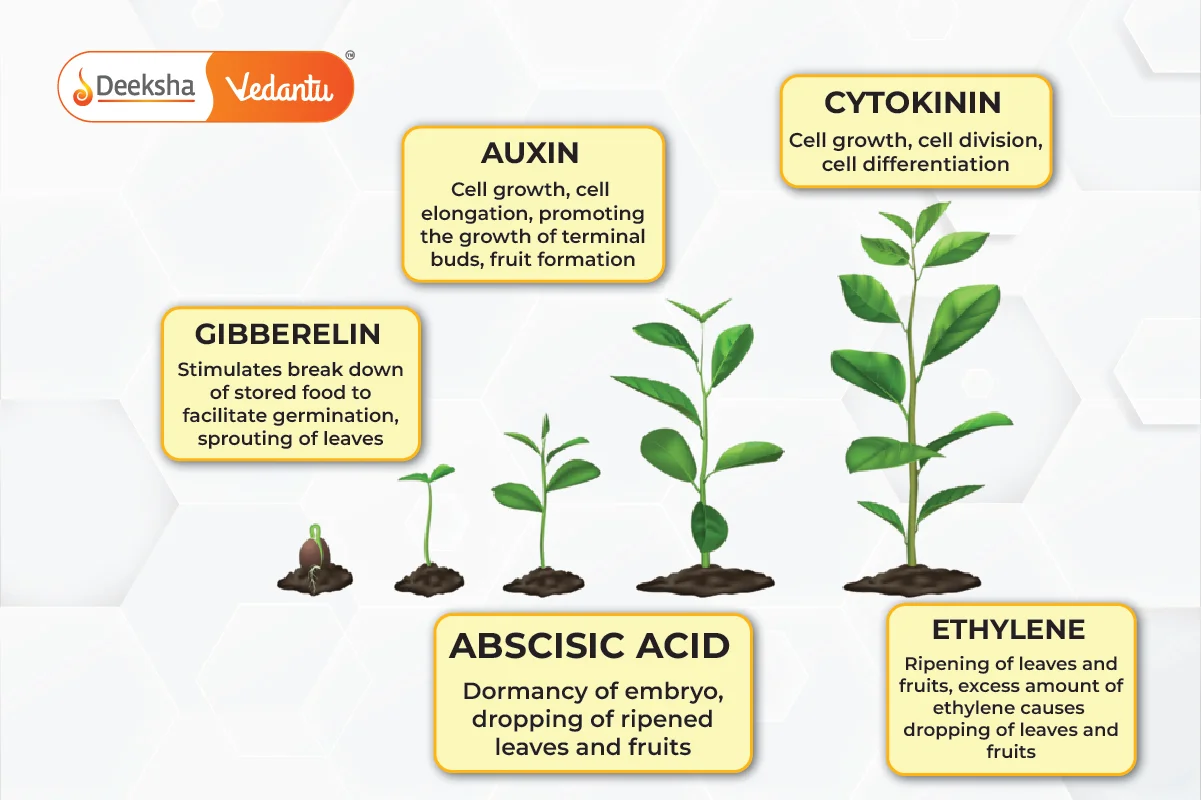 Major Types of Plant Hormones