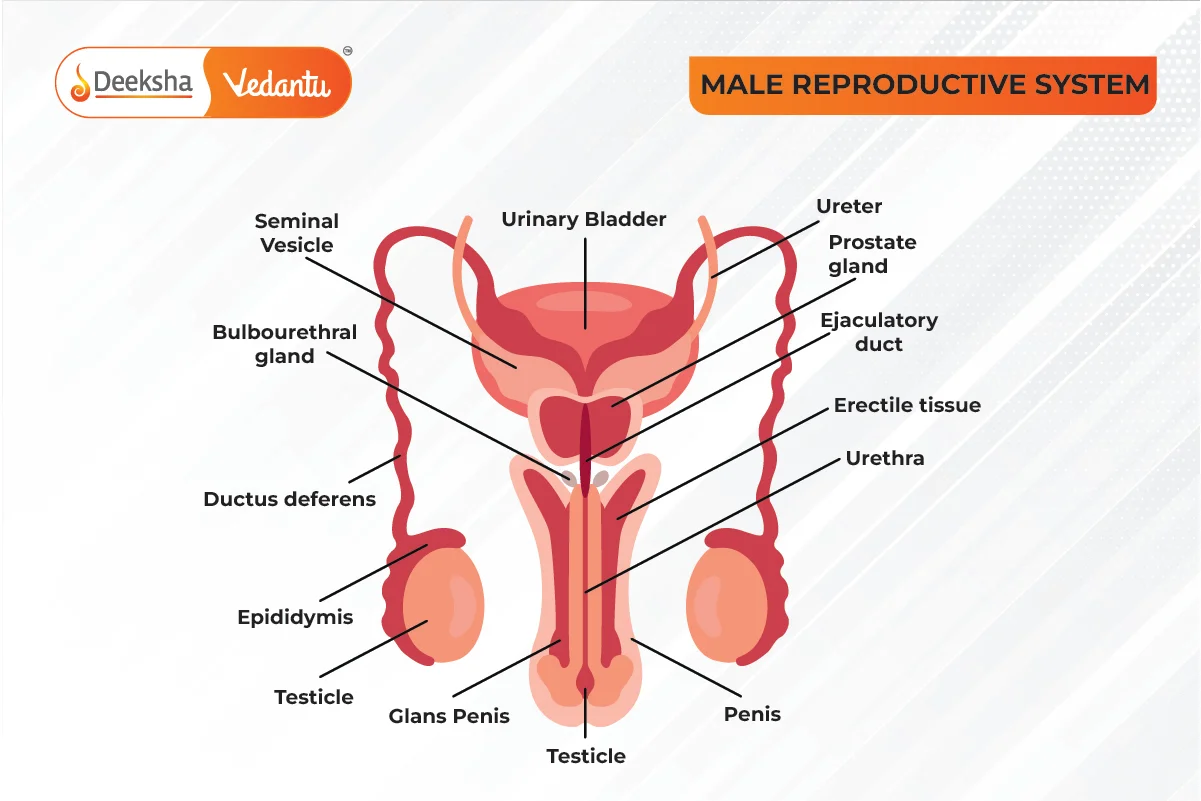 Male Reproductive System