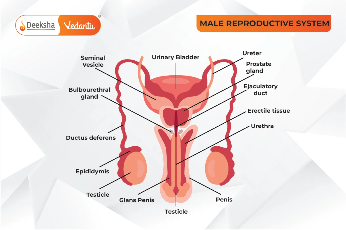 Male Reproductive System