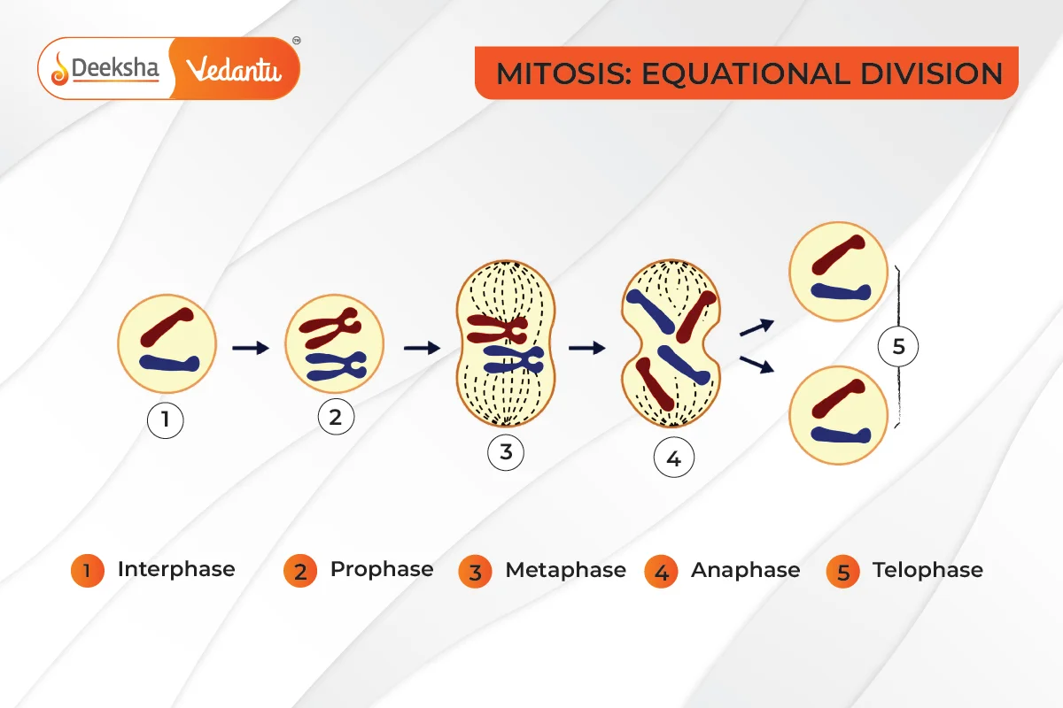 Mitosis