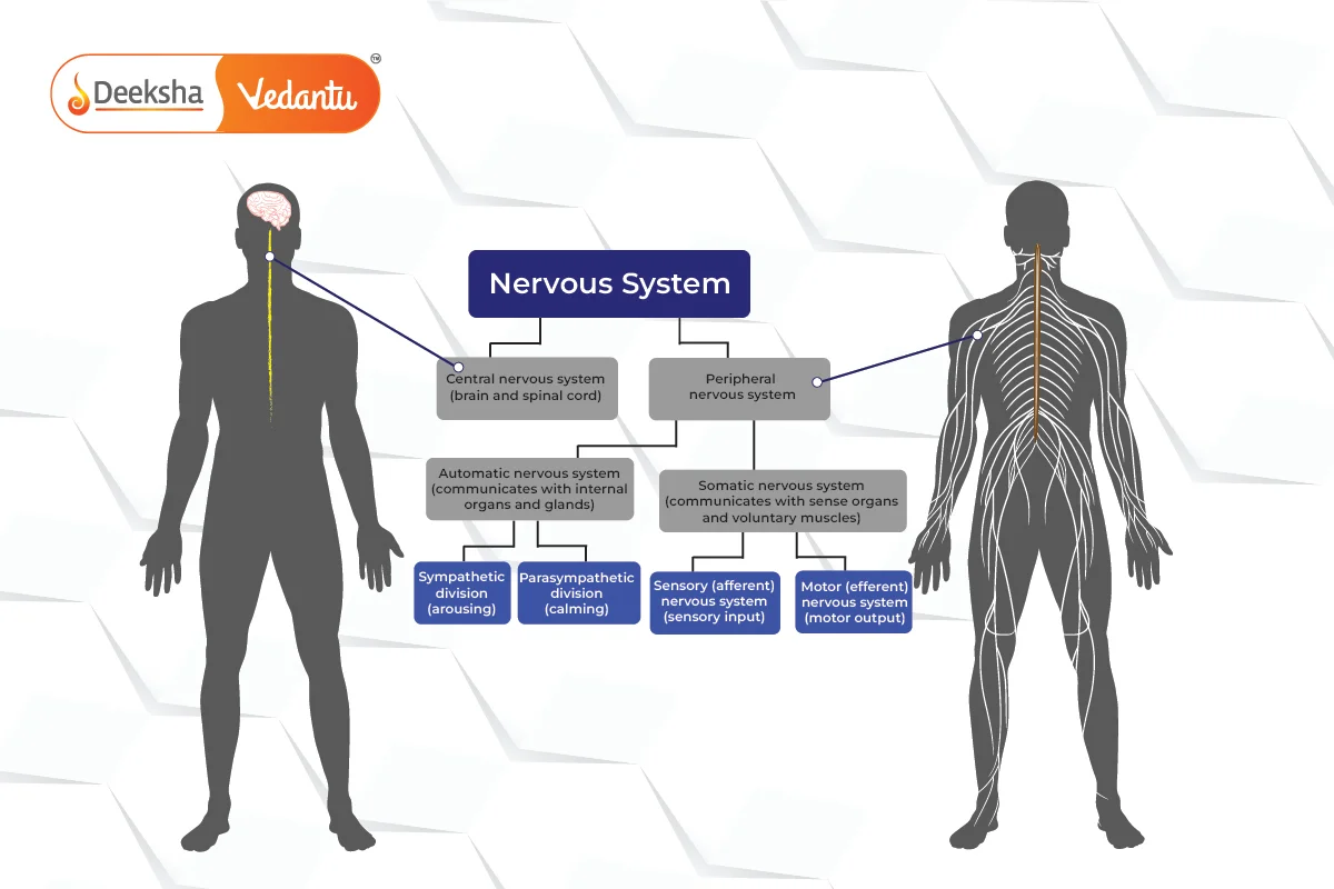 Nerve Impulse Transmission