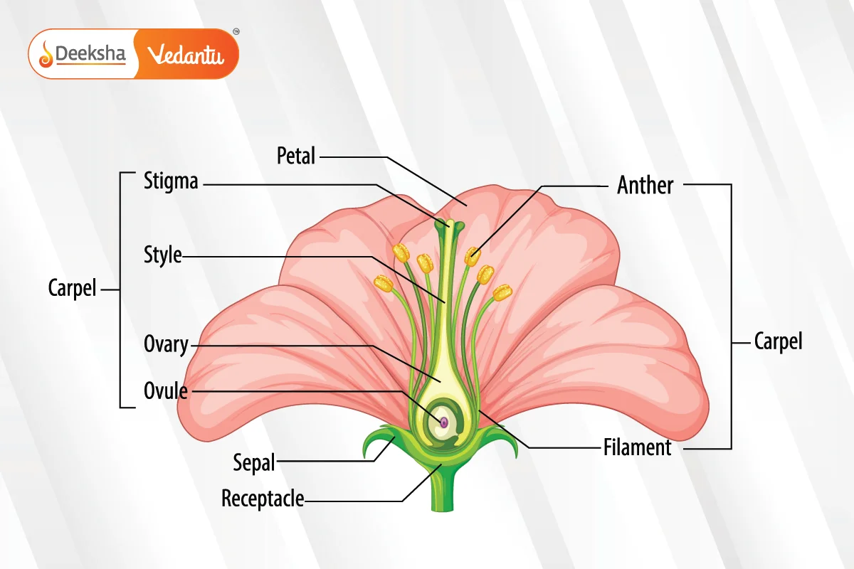 Parts of a Flower