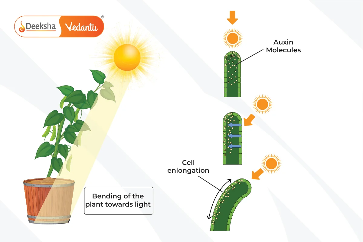 Phototropism