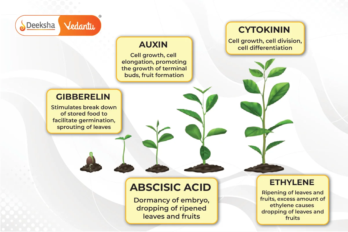 Plant Hormones (Phytohormones)