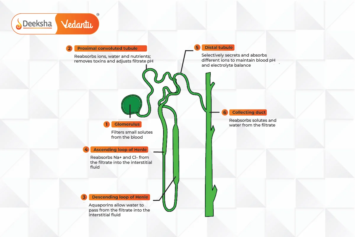 Process of Urine Formation