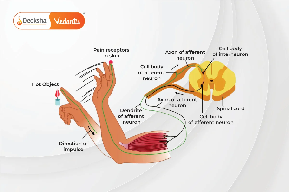 Reflex Actions and Reflex Arc