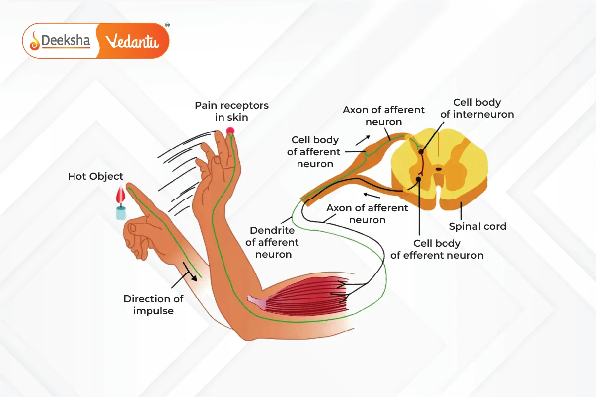 Reflex Actions and the Reflex Arc