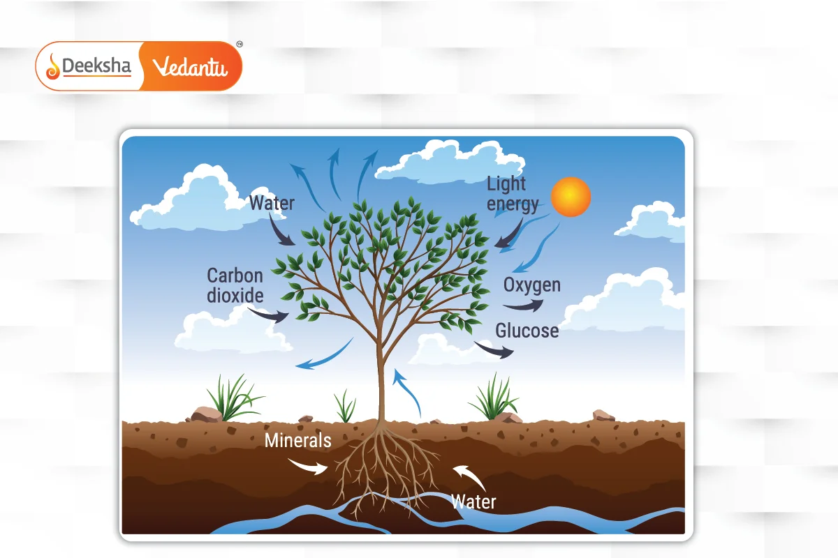 Respiration in Plants