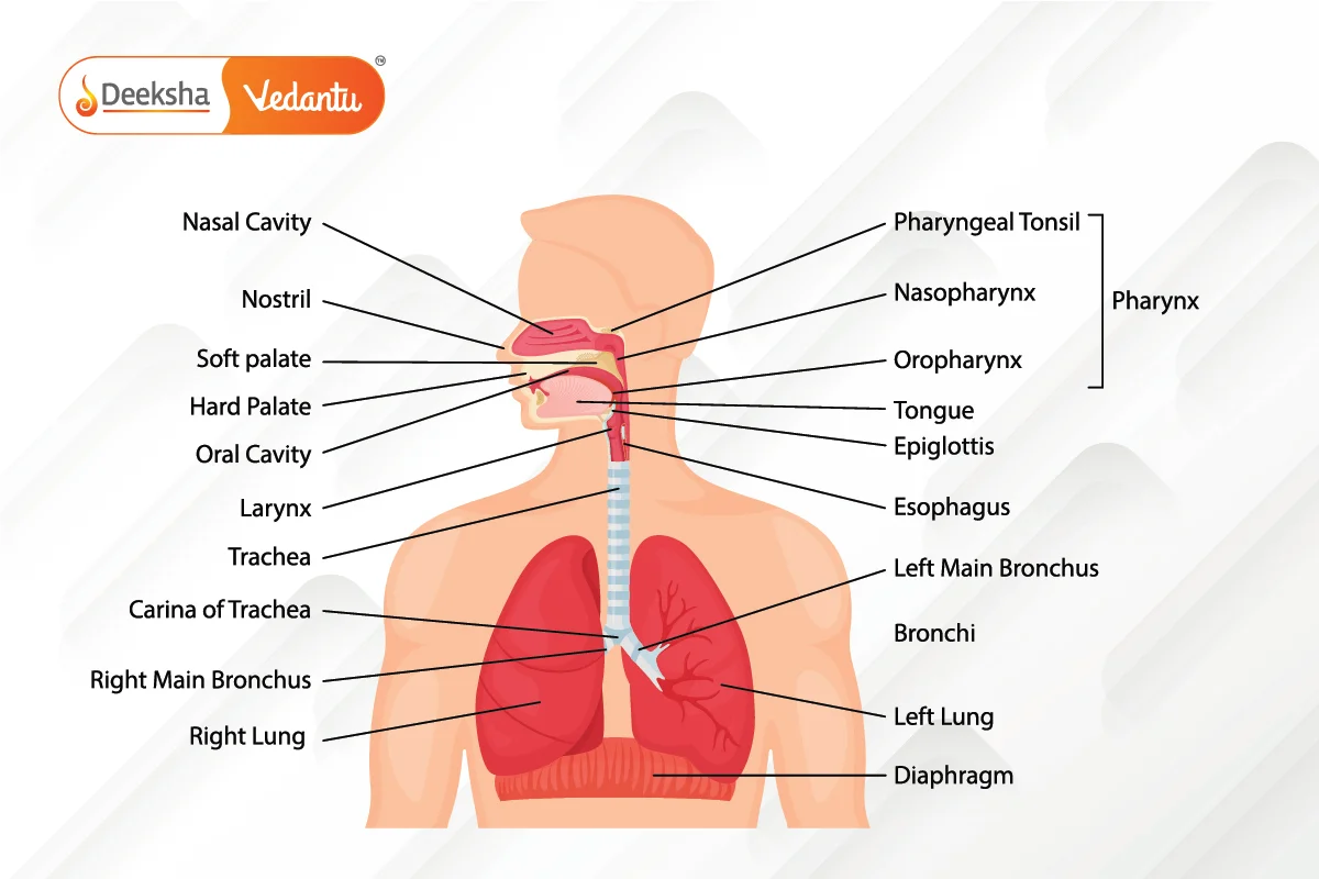 Respiratory System in Humans