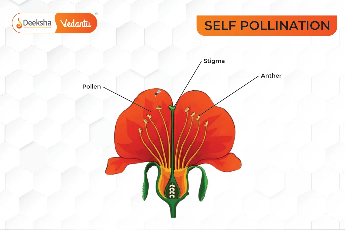 Self-pollination