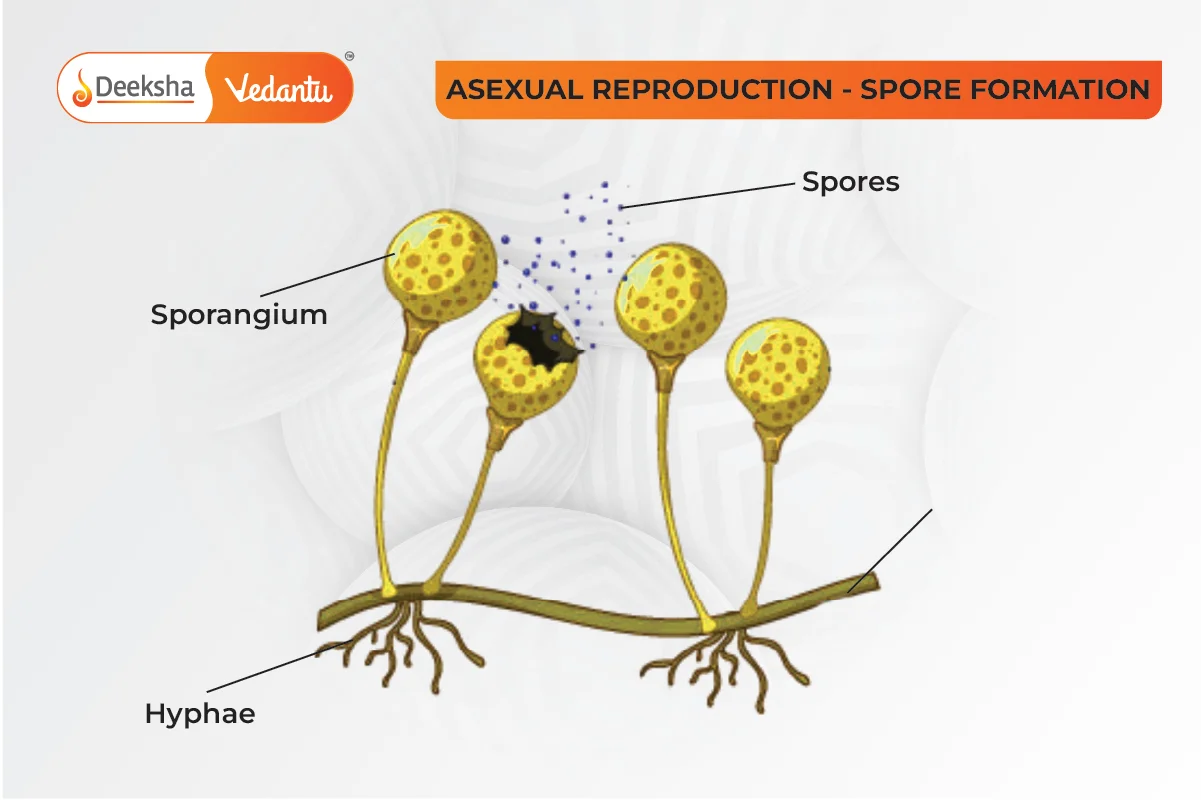 Spore Formation