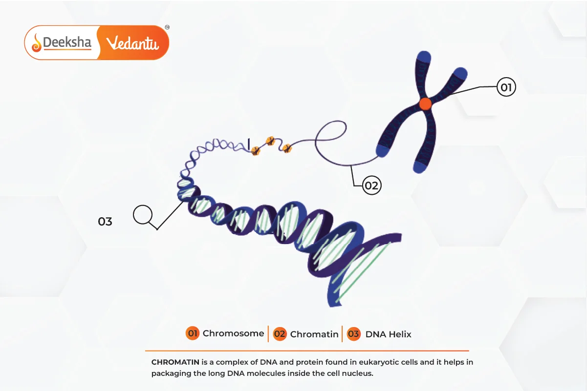 Structural Organisation of Chromatin