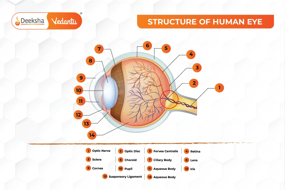 Structure of the Human Eye